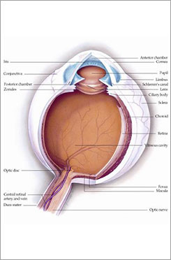 Eye Anatomy